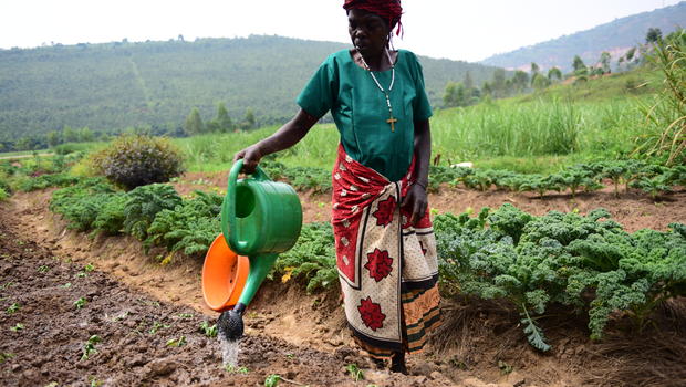 Using bioenergy to promote food and energy security for agricultural and rural development