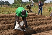 A farmer applies fertilizer ready to plant potatoes in rural Musanze, Rwanda. ©Teopista Mutesi