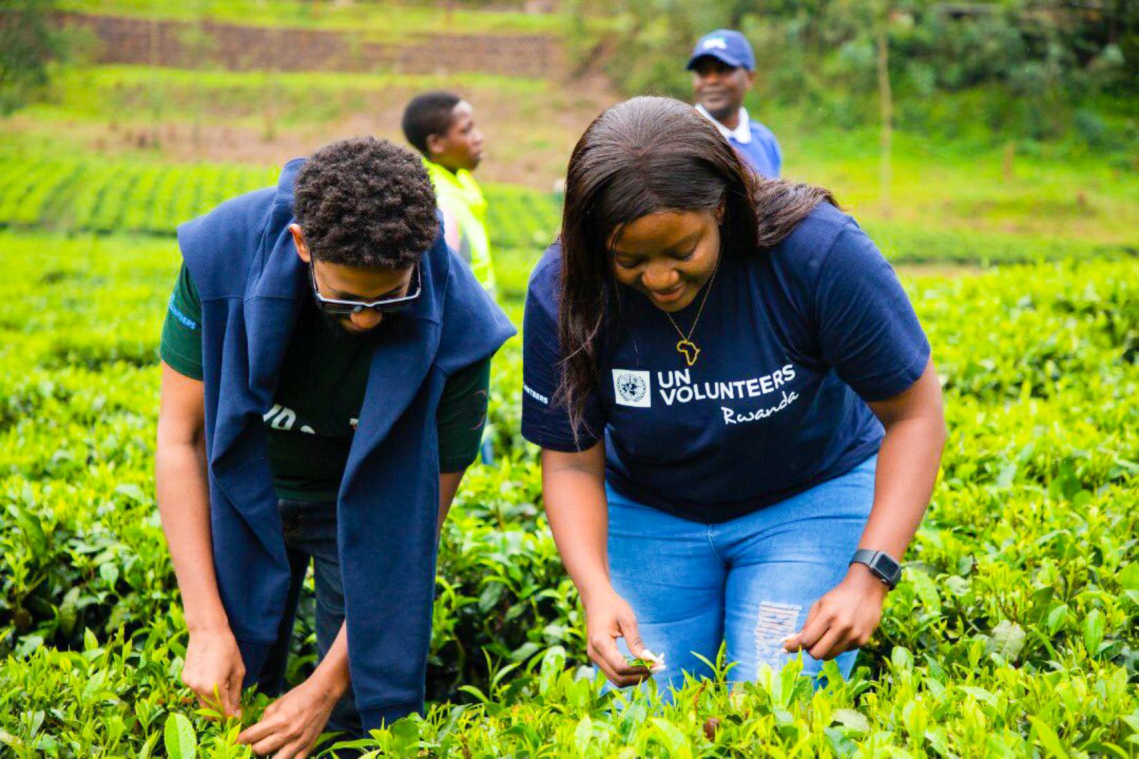 Volunteers working together on a tea planation in Gicumbi District on 5th December 2022 during IVD celebrations