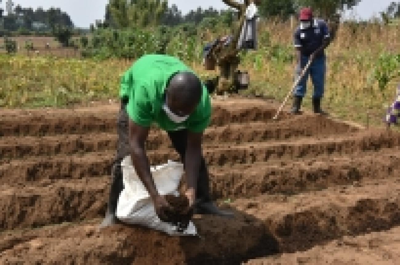 A farmer applies fertilizer ready to plant potatoes in rural Musanze, Rwanda. ©Teopista Mutesi