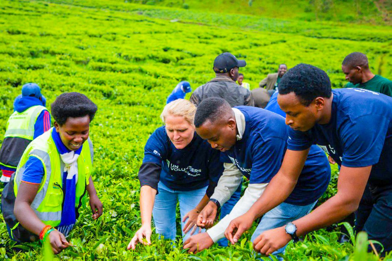 Volunteers working together on a tea planation in Gicumbi District on 5th December 2022 during IVD celebrations