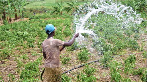 Productivity hinges on coordinated and timely management of water and other inputs. ©FAO/Teopista Mutesi