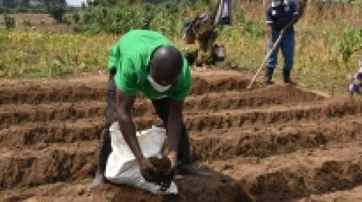 A farmer applies fertilizer ready to plant potatoes in rural Musanze, Rwanda. ©Teopista Mutesi
