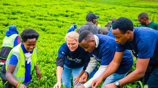 Volunteers working together on a tea planation in Gicumbi District on 5th December 2022 during IVD celebrations